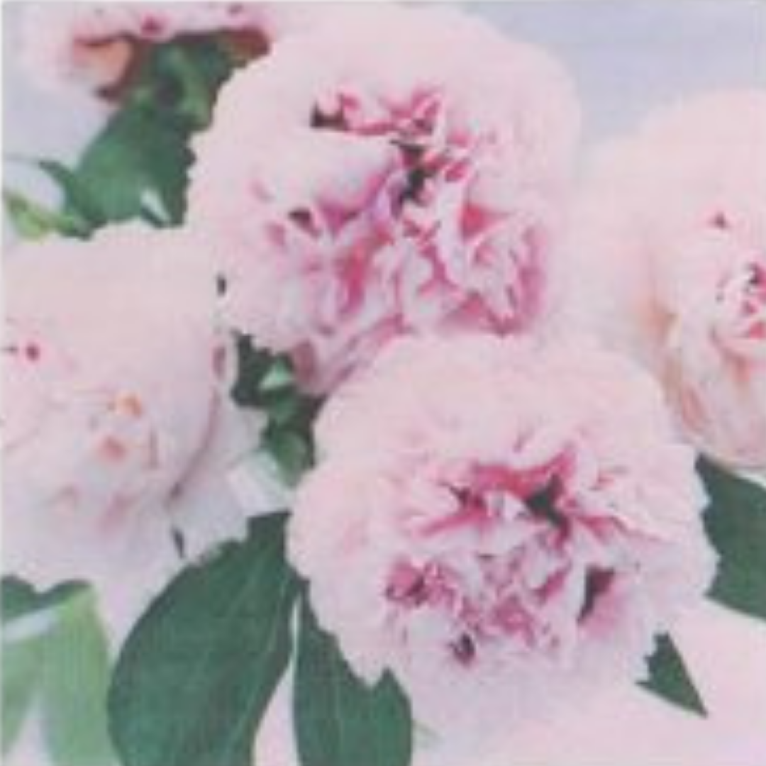 Paper Napkins Peonies Pack/20 6.5x6.5"