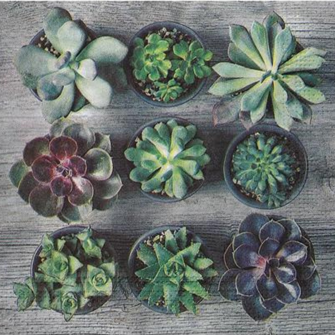 Paper Napkins Succulents Pack/20 6.5x6.5"